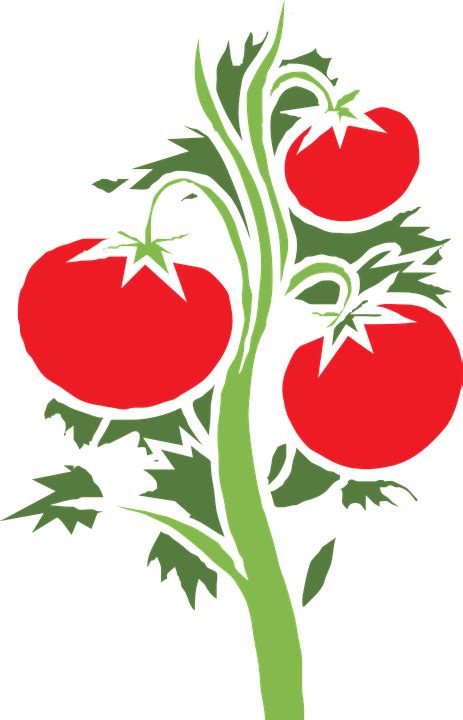 Download Plant Tomato Huge Royalty Free Vector Graphic Pixabay