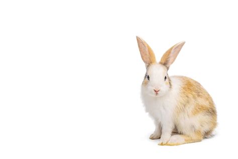 Baby light brown and white spotted rabbit with long ears standing ...