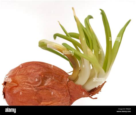 A Sprouting Onion Stock Photo Alamy