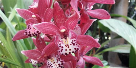 Guía sobre el cymbidium u orquídea de barco envíocoronas