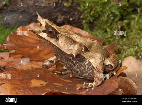 Long Nosed Horned Frog Malayan Horned Frog Malayan Leaf Frog