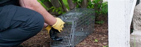 Wildlife Pest Control In Ft Lauderdale Critter Control