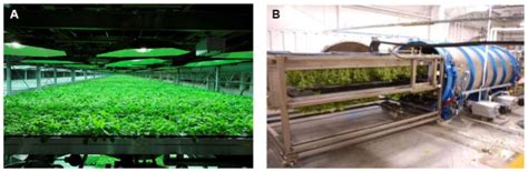 Commercial Scale N Benthamiana Plant Growth A And Agroinfiltration