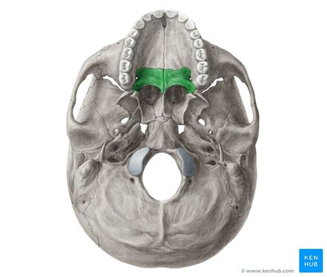 Palatine bone | Sphenoid bone, Palatine bone, Skull