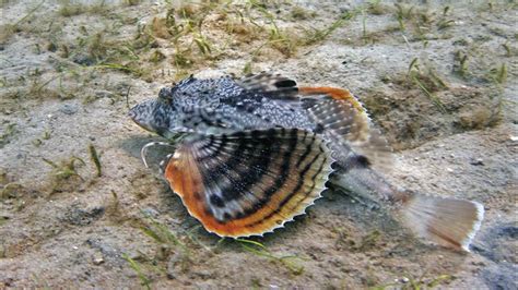 Unbelievable Flying Fish Discover The Astonishing Ability Of Sea