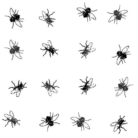 Flies Clipart