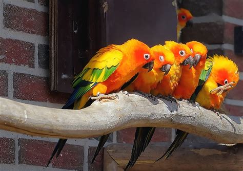 Sun Conure Care Pbs Pet Travel