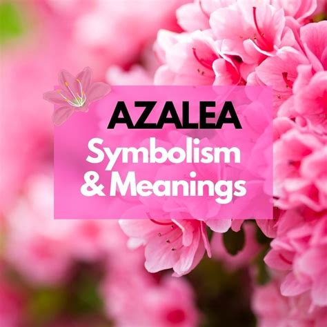 Azalea Flower: Symbolism, Meanings, and History - Symbol Genie