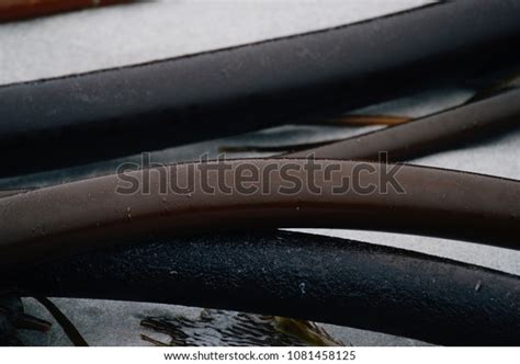 Bull Whip Kelp Tube Ocean Seaweed Stock Photo 1081458125 Shutterstock