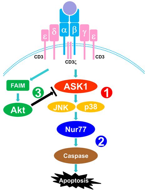 Cells Free Full Text Ask Mediates Nur Expression In T Cell