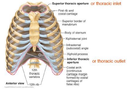 GA: Thoracic Wall, Plural Cavity, Mediastinum Flashcards | Quizlet