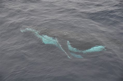 Humpback whale – Australian Antarctic Program 