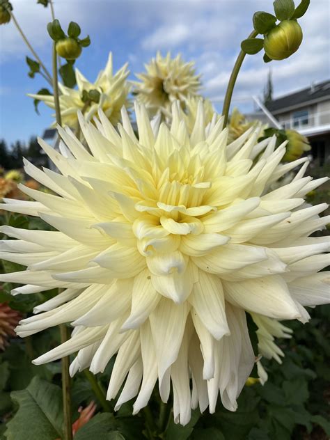 AC Moonwalk - Soaring Heart Dahlias
