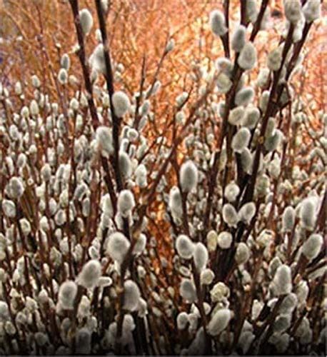 Best Pussy Willow Tree For Sale