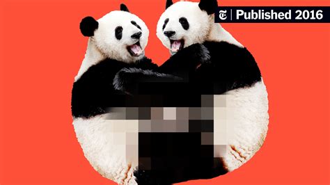 Lousy Libidos Why Do Pandas Have So Little Sex The New York Times