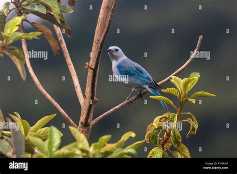 Paradise Tanager Hi Res Stock Photography And Images Alamy