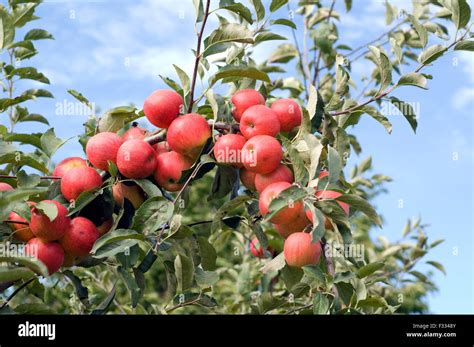 Elstar Apfel Malus Domestica Stock Photo Alamy