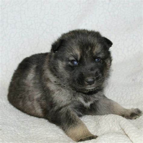 Snowball Gerberian Shepsky Doggie For Sale Near Ottawa Kansas Vip