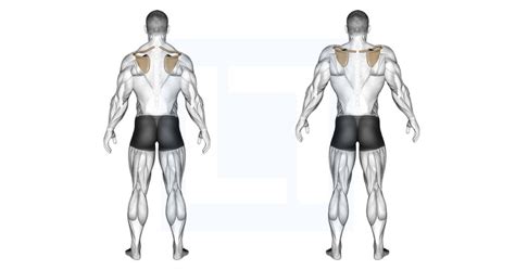 Scapula Elevation Depression Guide Benefits And Form