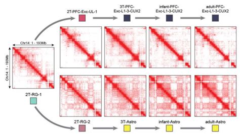 The Brain A Stimulating Frontier For D Genomic Insights Arima Genomics