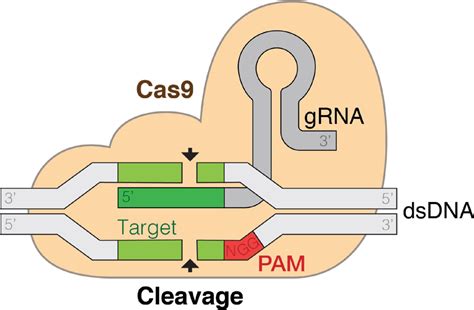 In Our Image The Ethics Of CRISPR Genome Editing