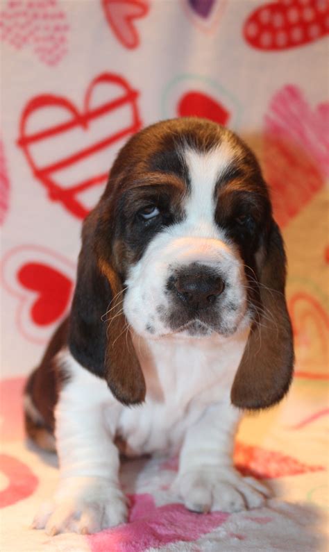 Valentine Basset Puppy Basset Puppies Bassett Hound Bloodhound Dogs