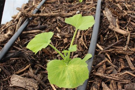 R Ussir Ses Semis Conseils M Thodes Terra Potager