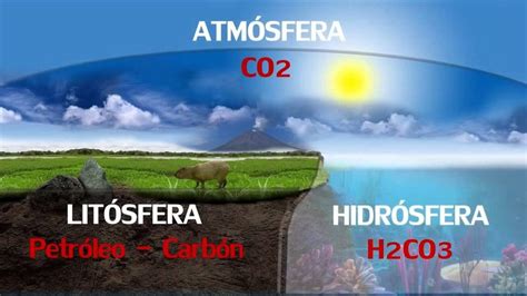 Ciclo Del Carbono