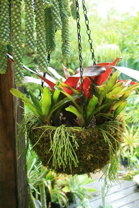 a hanging planter filled with green plants and red flowers on a wooden deck surrounded by greenery