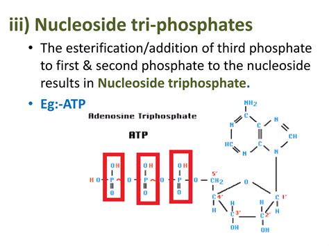 Chemistry Of Nucleic Acid Ppt