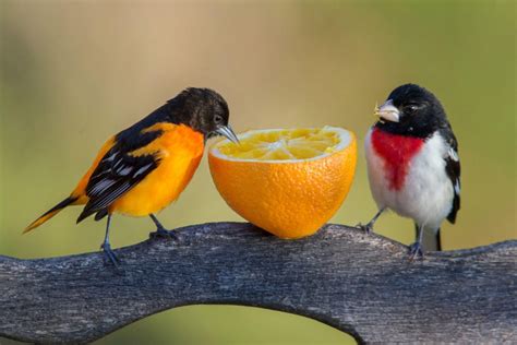 Warna Yang Menarik Burung Berita Burung Di Dunia Torontocanaries