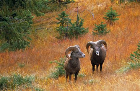 Conservation Northwest Supports New Bighorn Sheep Protections On