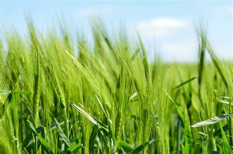 Fondos de pantalla naturaleza césped cielo verde grano Centeno