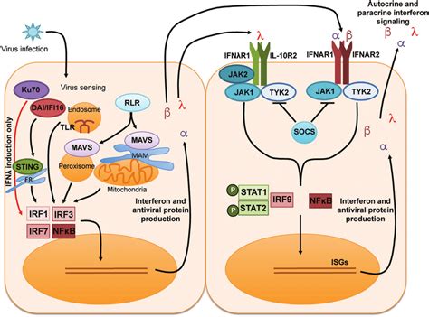 General Induction And Receptor Signaling Pathways Of Type I And Type Download Scientific