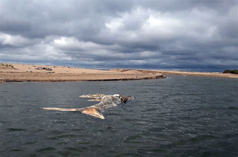 The Vineyard Gazette - Martha's Vineyard News | Right Whale Likely Died ...