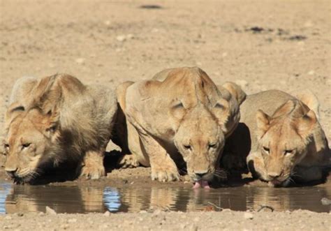 Los Leones Est N En Peligro De Extinci N Conoce Su Situaci N