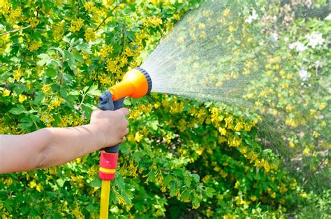 Arroser Son Jardin Les Règles à Respecter Pour Un Bon Arrosage