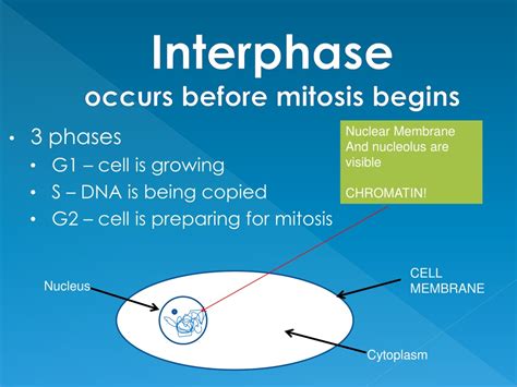 Ppt Chapter 8 Cell Reproduction Powerpoint Presentation Free Download Id 9368391