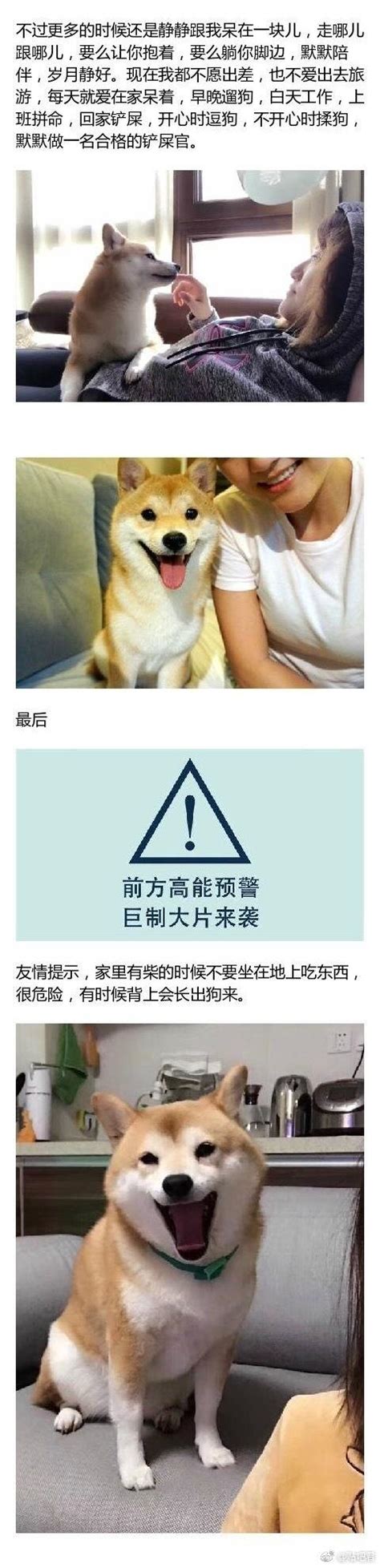 養一隻柴犬是什麼感受，感謝有你，我要做一名合格的鏟屎官 每日頭條