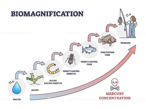 Bioaccumulation Diagram