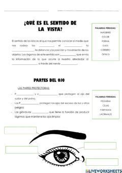 Conociendo Los Sentidos Del Cuerpo Humano Worksheet Words Word