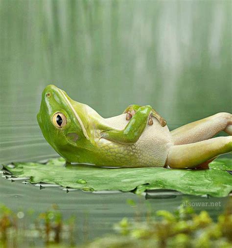 Frog Takes Nap After A Satisfying Lunch Amazing Photo Of The Day