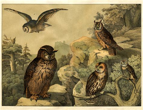 7 Owl Printables The Graphics Fairy