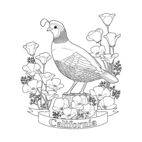 Pencils Digital Art California State Bird And Flower Coloring Page By