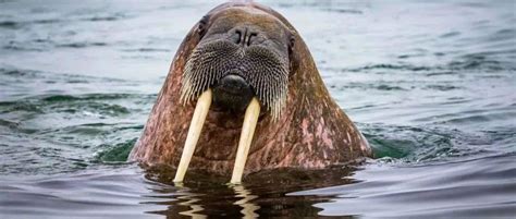 Freya They Walrus Based