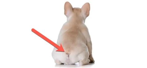 French Bulldog Anal Glands Do They Need Their Anal Glands Expressed