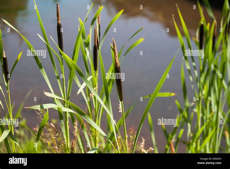 Bulrushes in an English pond Stock Photo - Alamy