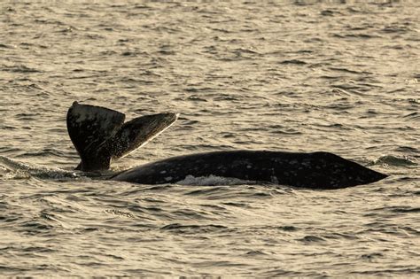 Gray Whale Migration Adventure - Dolphins and Sunset Views