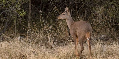 14 Interesting Animals In Uruguay