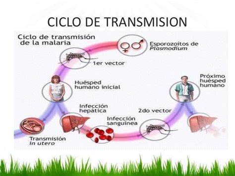 Malaria O Paludismo